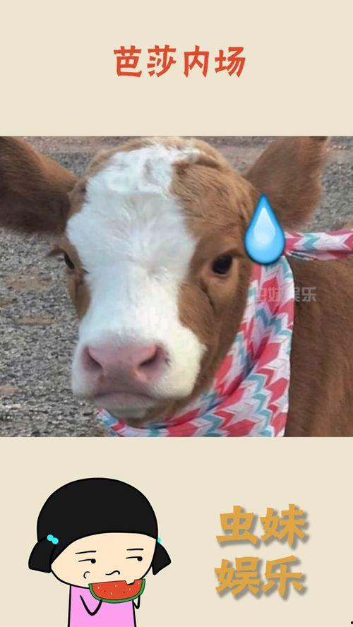 娱乐吃瓜酱布丁是只喵